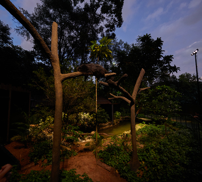 Mandai Wildlife Group’s Night Safari, Singapore detail image 0