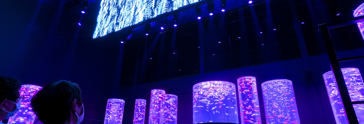 Art Aquarium Elevates Unique Exhibits with World-Class Audio System from HARMAN Professional Solutions